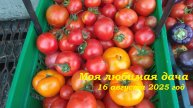 16.08.2025 _ Моя любимая дача