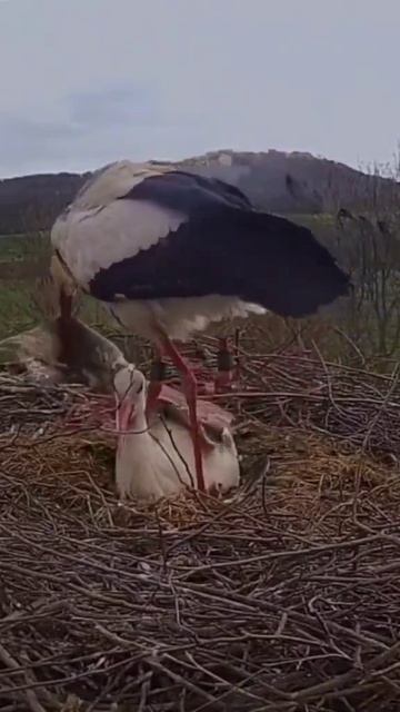 VID_20250819_110244_241.mp4