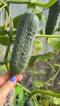 🌿 Огурец Шопа F1 — урожай без хлопот!