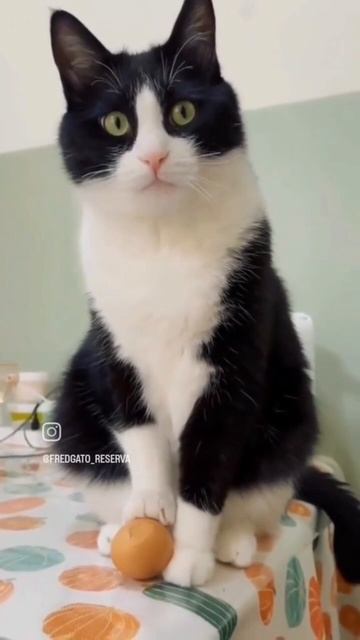 VID_20250819_143804_656.mp4