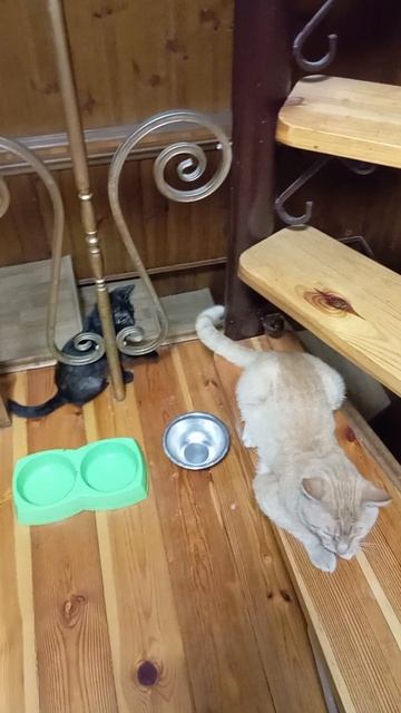 Жизнь котов