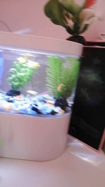 VID_20250819_090511.mp4