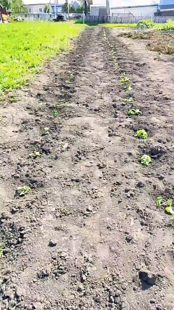 scene_output.mp4Посадили новые саженцы клубники в огороде. Увеличиваем площадь.