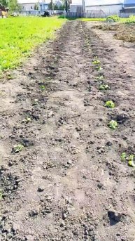 scene_output.mp4Посадили новые саженцы клубники в огороде. Увеличиваем площадь.