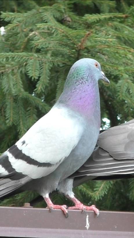 Борзый сизарь