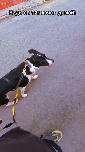 "Тренировка для джентльмена" ❥ Приют в Малинках