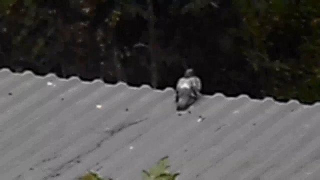 БЕЗ ЗВУКА. Голубь на краю крыши трансформаторной будки. 1755518626219