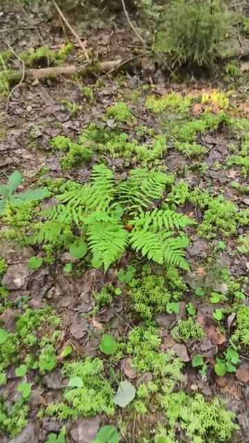 охота 15.08.25 #грибы