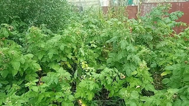 убираюсь в огороде, собираю малину, яблоки/17.08.25