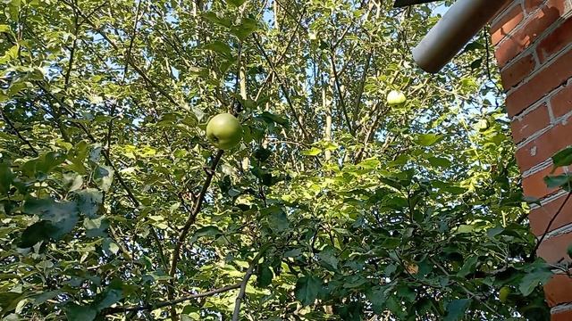 19-08-2025 года. С ПРАЗДНИКОМ ДРУЗЬЯ!!! ЯБЛОНЕВЫЙ СПАС!!!🍏🍎