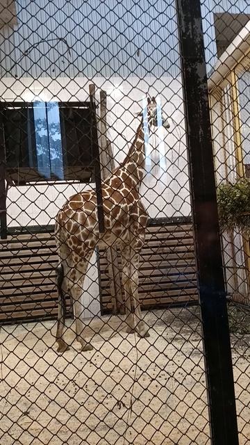 Сетчатый Жираф.