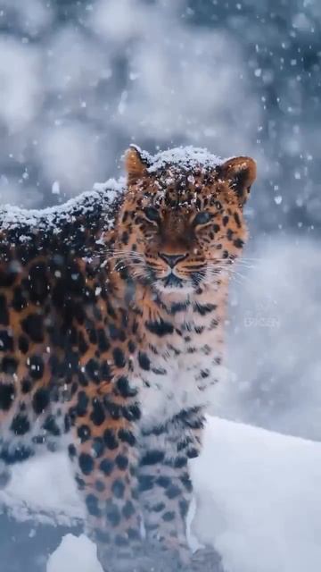 VID_20250819_110145_786.mp4