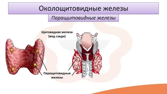 Видео-лекция №10.2 Щитовидная и околощитовидные железы. Вилочковая железа
