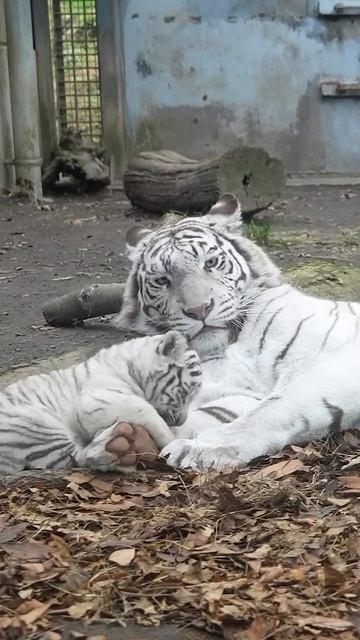 VID_20250819_111836_836.mp4