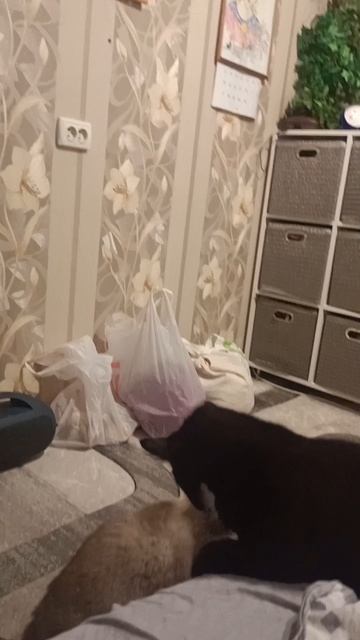 Смешные кошки 2