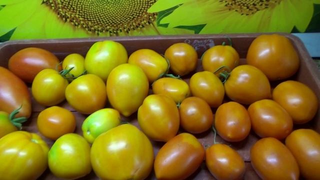 Эти томаты пролежали целый месяц в комнатных условиях! Сорт Хурма старинная и Бычья сила.