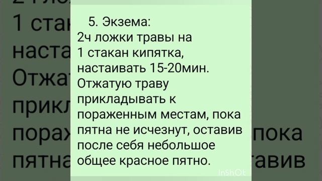 Цикорий - от цирроза, камней в желчном, гепатите, экземе, гастрите.