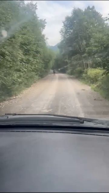 Странную погоню снял лесник на Камчатке в районе посёлка Атласово.