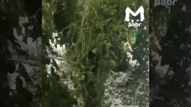 В Иркутской области выпал снег… в августе.
Заларинский и Балаганский районы завалило снегом