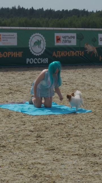 Танцы с собаками: не только спорт, но и искусство