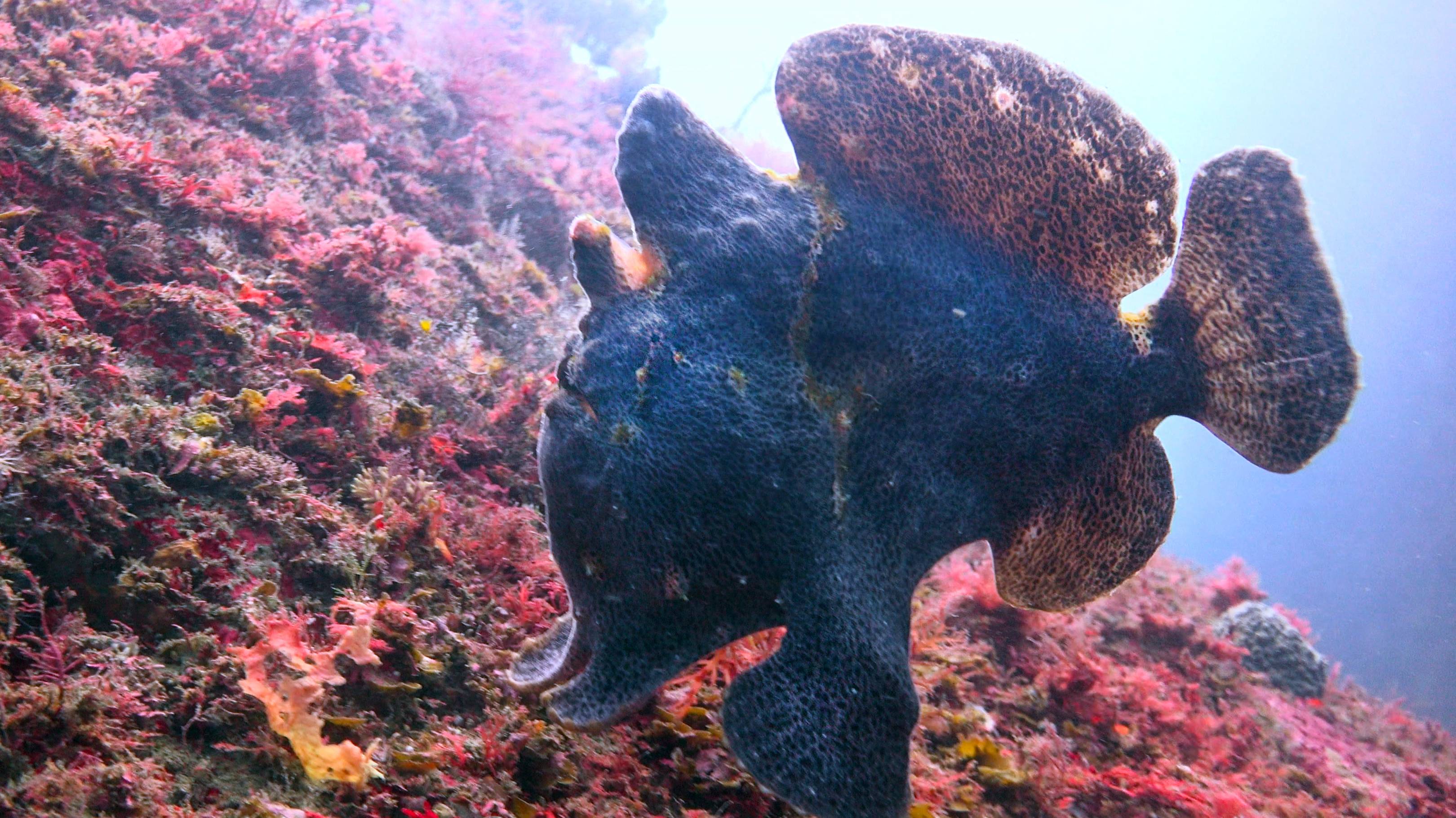 Черные Камни