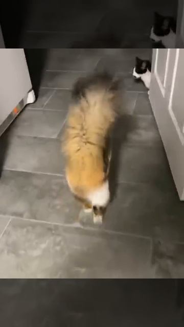 VID_20250819_150540_586.mp4