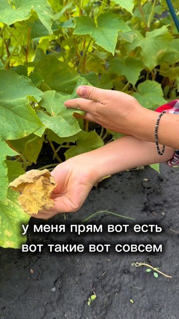 Уход за огурцами