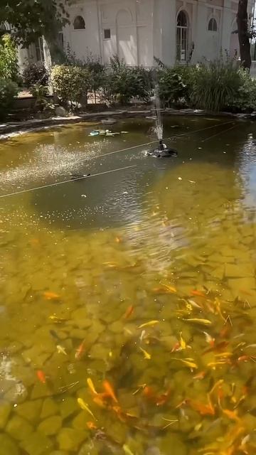 СОФИЯ СМОТРИТ НА РЫБОК #shorts #baby #дети