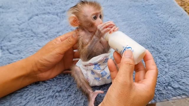 Обезьянка сиротка МАЛЮСЬКА уже не одна Пьет молоко из соски Держит голову Сидит милаха Добрая истори