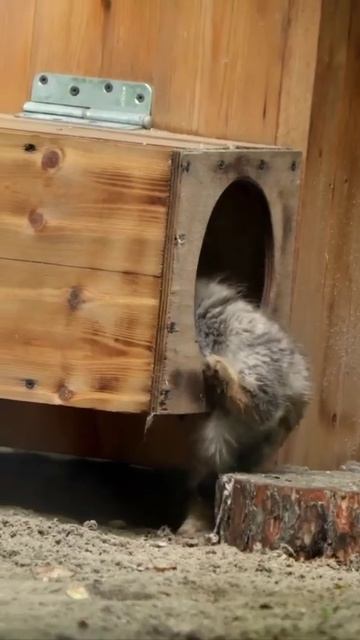 Я сказала : ДОМОЙ.😀