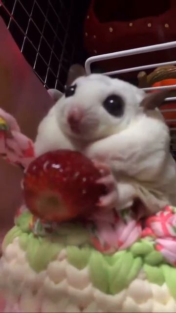 Мое тотемное животное