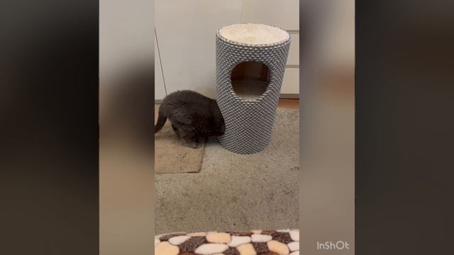 Домик для кота