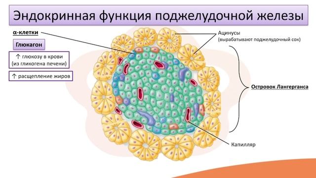 Видео-лекция №10.3 Поджелудочная железа (эндокринная система)