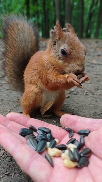 Белочка захворала... Я к тебе с гостинцем... Поправляйся милая 🫶 4K Ultra