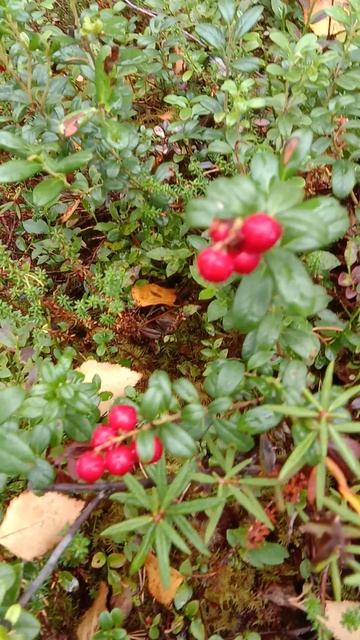 video_20240914_122939.mp4