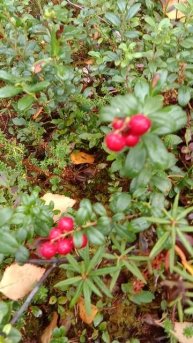 video_20240914_122939.mp4