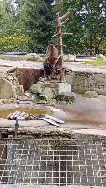 Наши эмоции.mp4 #психолог #нумеролог