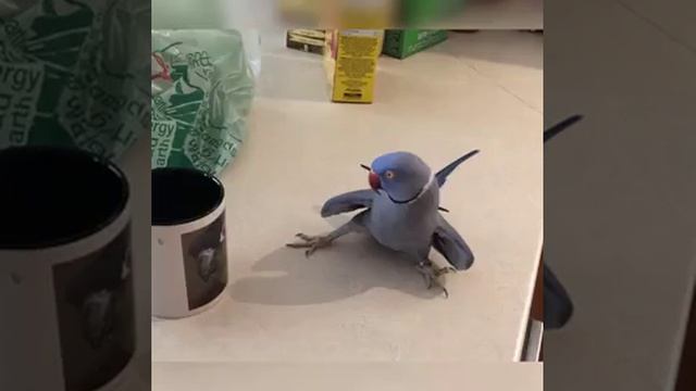 VID_20250819_150405_423.mp4