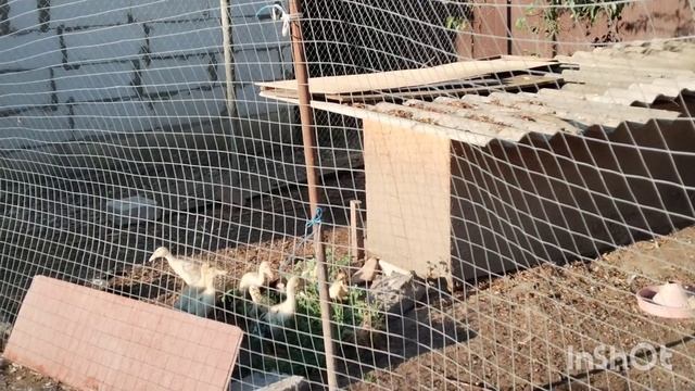 Поездка на рассвете и на закате. Новые растения для сада. Утята, цыплята, куры и просто жизнь на юг.