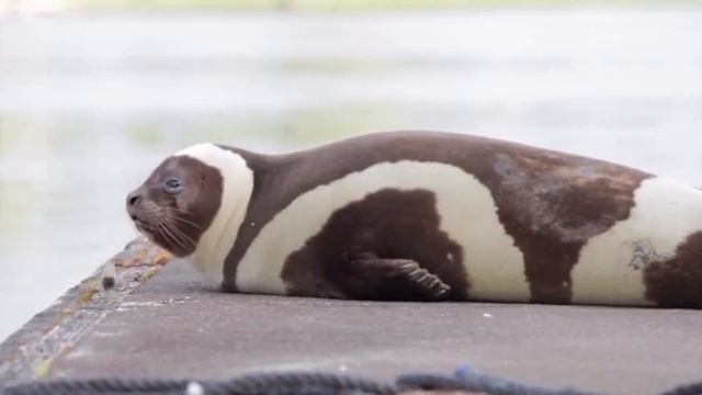 VID_20250819_110345_295.mp4