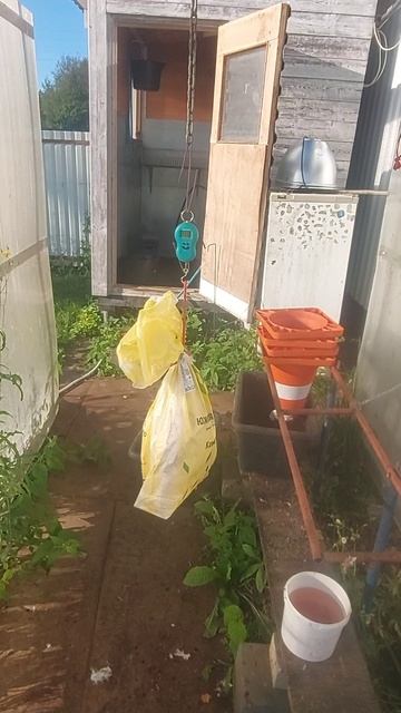 Забой самок Хайбрид Конвертер ТД "Рубин". Вес в 4,5 месяца