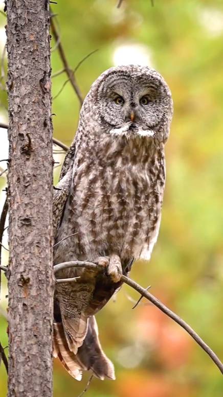 Почему совы качают головой?