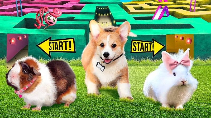 СОБАКА, КОТ И КРОЛИК ПРЕОДОЛЕВАЮТ ПРЕПЯТСТВИЯ. КТО БЫСТРЕЕ?