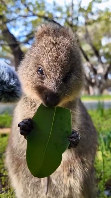 После этого видео вы снова станете психически здоровы 😌