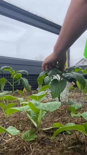 Парник с подогревом. Выращиваем в апреле в зоне рискованного земледелия