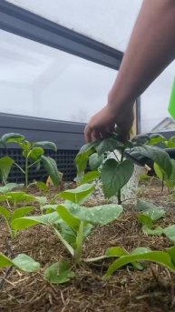 Парник с подогревом. Выращиваем в апреле в зоне рискованного земледелия