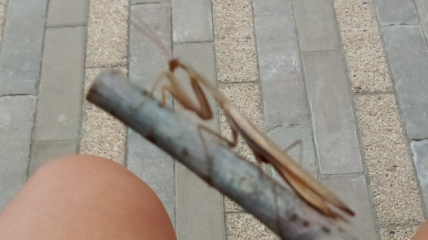 древесный богомол