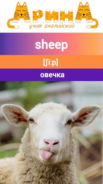 Спотлайт 3 класс Урок 9b множественное число существительных sheep-sheep, fish-fish, foot-feet