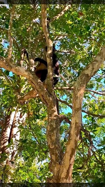 18-08-2025. Обезьянка в мексиканской резиденции