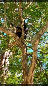 18-08-2025. Обезьянка в мексиканской резиденции